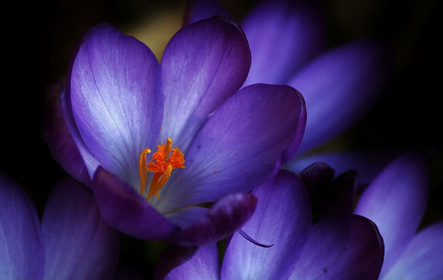 purple, crocus flowers, bloom, close, crocus, blossom, flowers, flower, spring, spring flowers