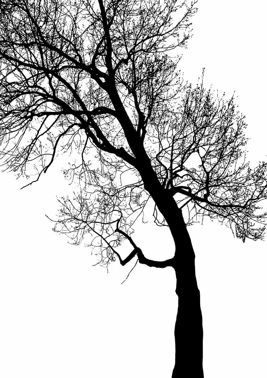 fotografia silhueta, murcha, árvore, ramo, tronco, folhagem, contraste, inverno, floresta, galhos de árvores