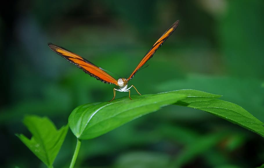 close, photography, red, butterfly, green, leaf, dryas julia, julia longwin, insect, orange