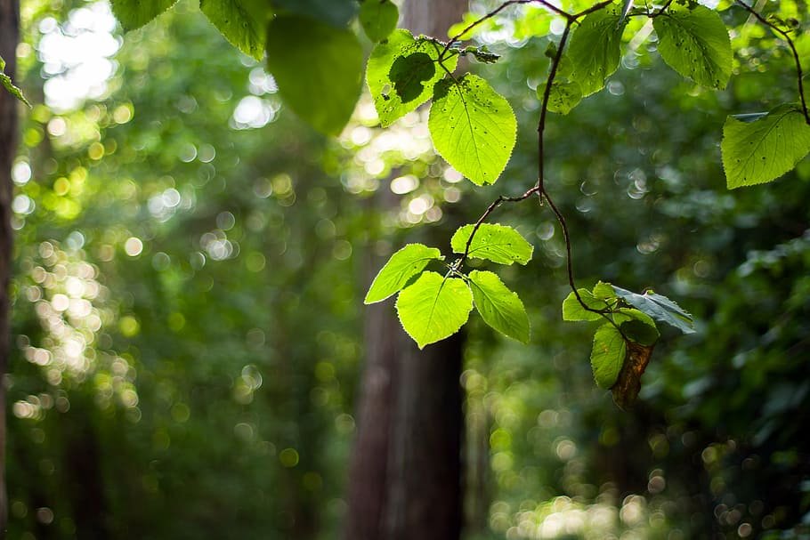 forest, branch, summer, beech forest, foliage, tree, leaf, day, outdoors, growth