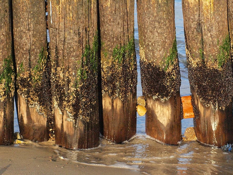 quebra-mar, costa, mar Báltico, incrustações, vegetação, postes de madeira, pilhas, madeira, velho, madeira - Material