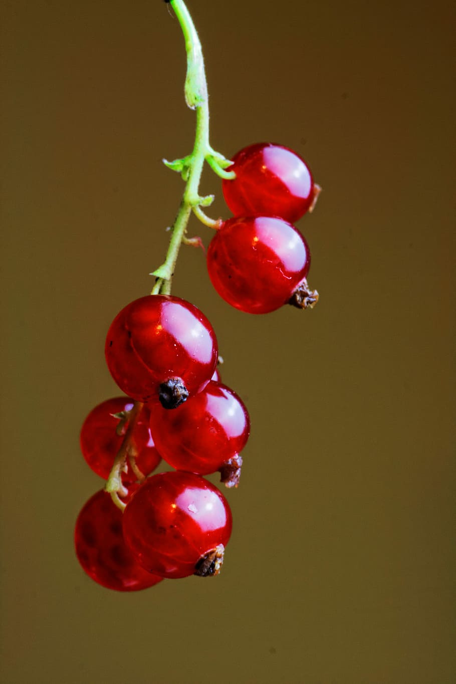 red berries, berries, berry, nature, red, fruit, ripe, berry Fruit, freshness, food