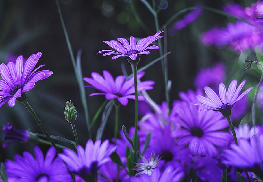 flowers, purple flower, purple daisy, purple, purple flowers, purple petals, daisy, spring, petals, flowering plant
