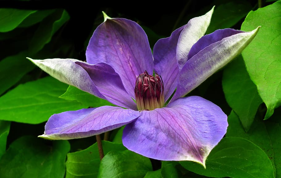 clemátide, enredadera, flor, jardín, hermosa, naturaleza, primer plano, los pétalos, floreciente, violeta