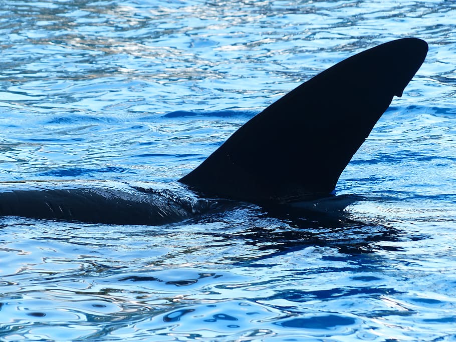 Killer Whale, Orcinus Orca, Orka, orca, wal, water, sea water, pool, swimming pool, tail