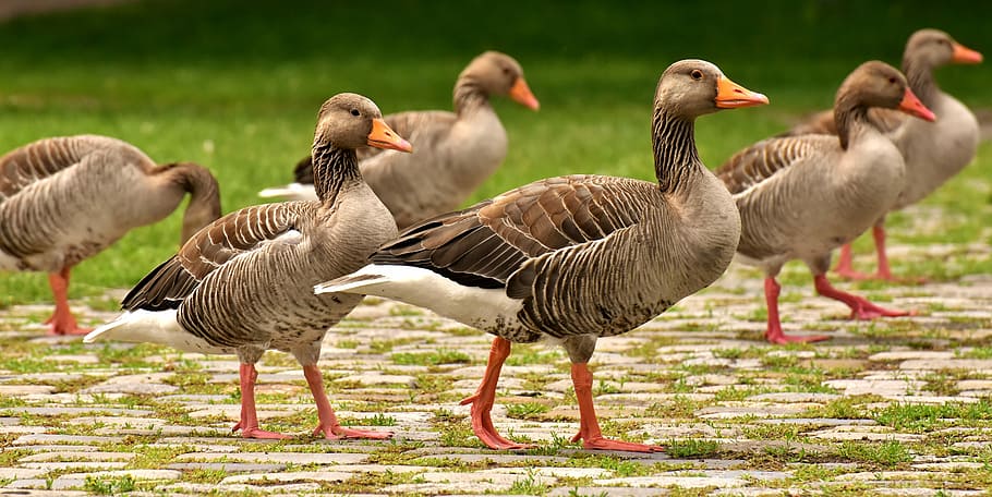 flock of ducks, geese, wild geese, waterfowl, group, goose-char, run, bird, nature, poultry