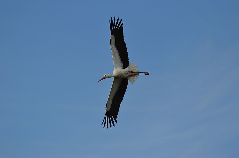 stork, fly, elegant, feather, bird, plumage, nature, animals, rattle stork, bill