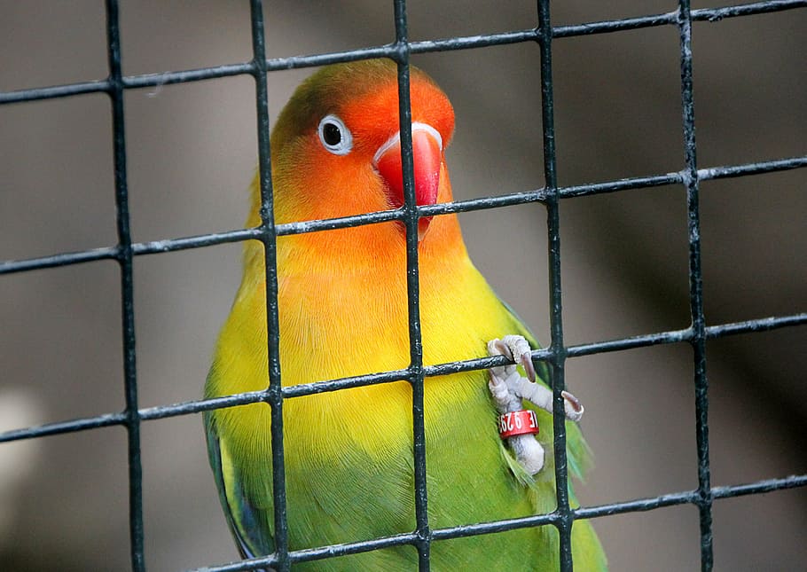 cage, bird, imprisoned, prison, grid, parrot, zoo, behind barriers, bill, catch