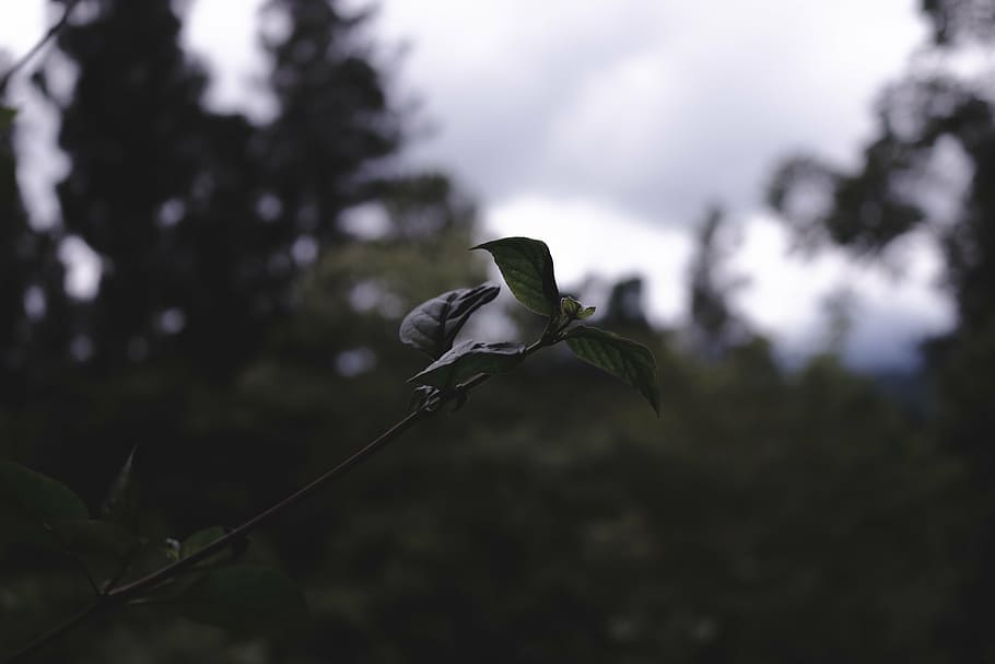 selective, focus photography, green, leafed, plant, leaf, plants, nature, trees, blur
