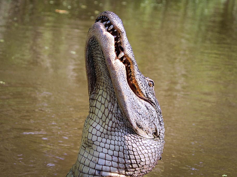 close-up photography, grey, crocodile, alligator, american alligator, gator, amphibian, louisiana, bayou, predator