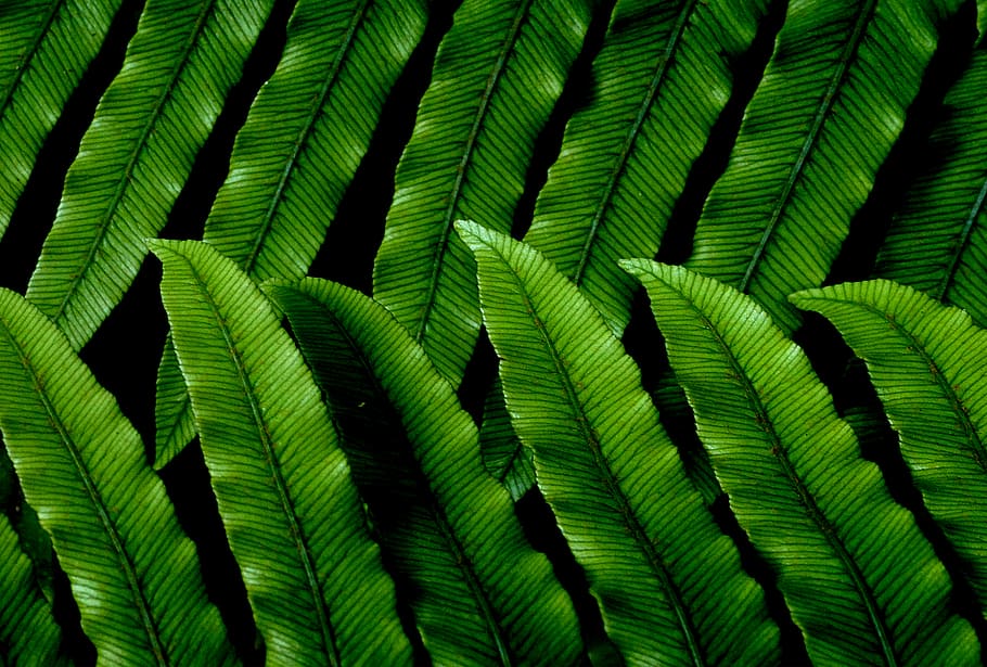 NZ, Fern, Blechnum chambersii, green fern, green color, full frame, backgrounds, pattern, close-up, growth