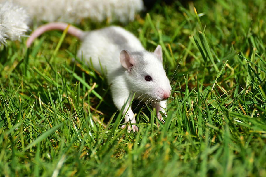 ratón blanco, rata, bebé, ratas bebé, blanco grisáceo, pequeño, lindo, dulce, necesitado, nager