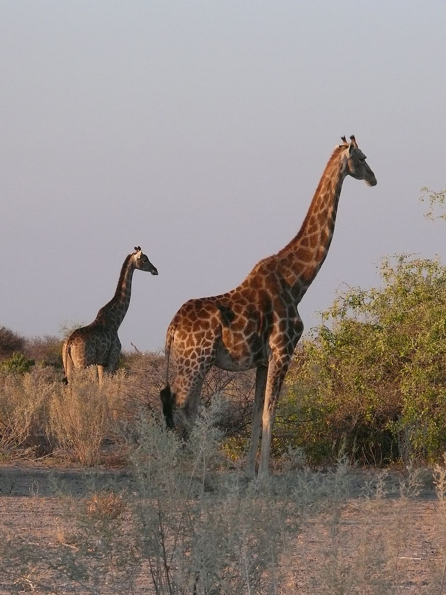 jirafas, animales, africano, mamífero, herbívoro, safari, fauna, patrón, bebé, etosha