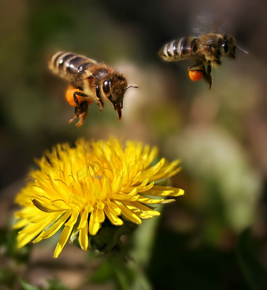 two brown bees, bee, flight, pollination, pair, dandelion, flowering plant, flower, insect, animal themes