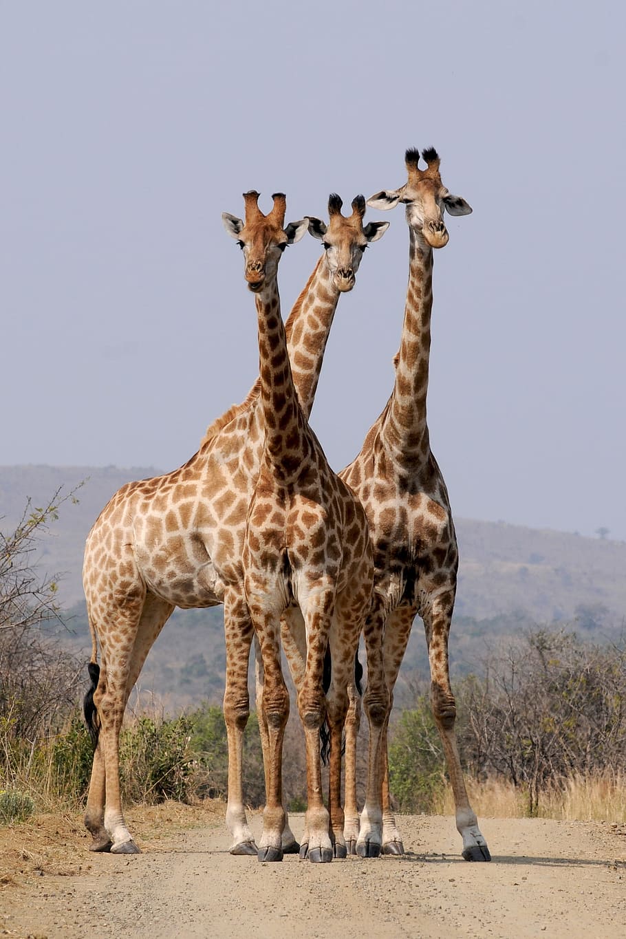 Tres, jirafa, montaña, durante el día, Sudáfrica, Hluhluwe, jirafas, patrón, formación, animales salvajes