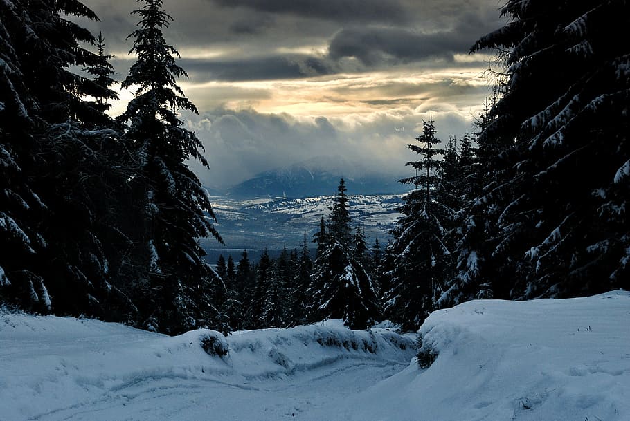 snow-capped trees, daytime, hot, mountains, twilight, turbacz, hiking trail, tree, way, snow