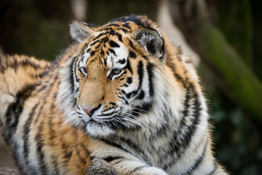 tiger, zoo, cologne, animal portrait, tiergarten, cat, telephoto lens, tired, bored, animal themes