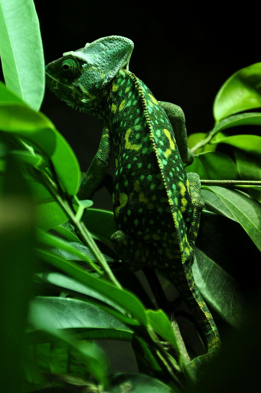 chameleon, reptile, animal, green, insect eater, color, animal wildlife, animal themes, green color, animals in the wild