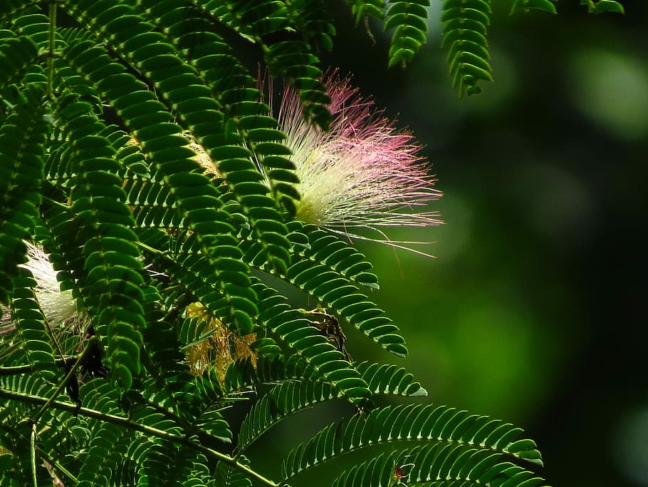 Mimosa, Pink, Tree, Plant, Blossom, foliage, green color, nature, close-up, leaf