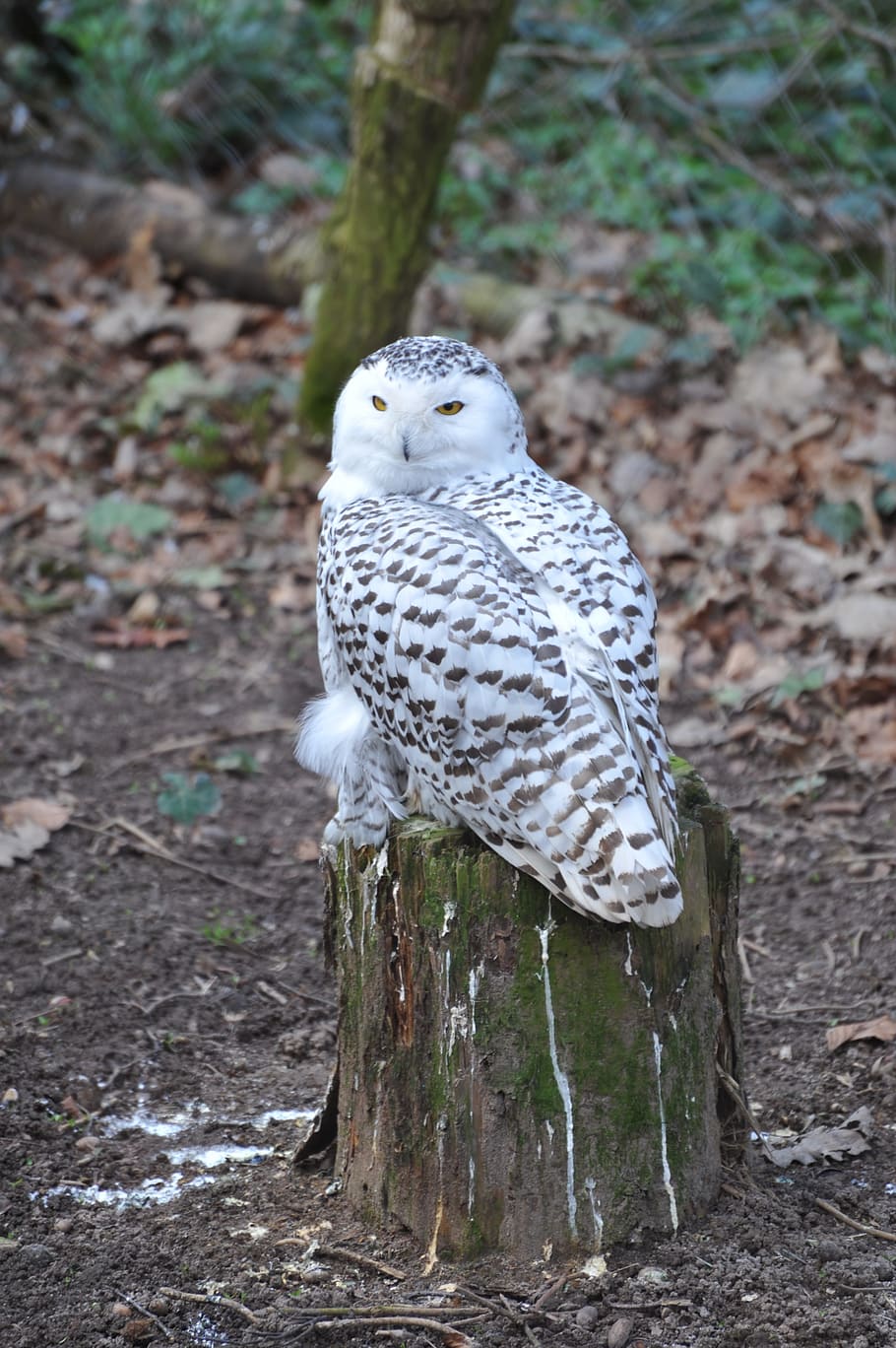 Snowy Owl, Zoo, Pforzheim, Bird, Animals, owl, one animal, animal themes, animal wildlife, animals in the wild