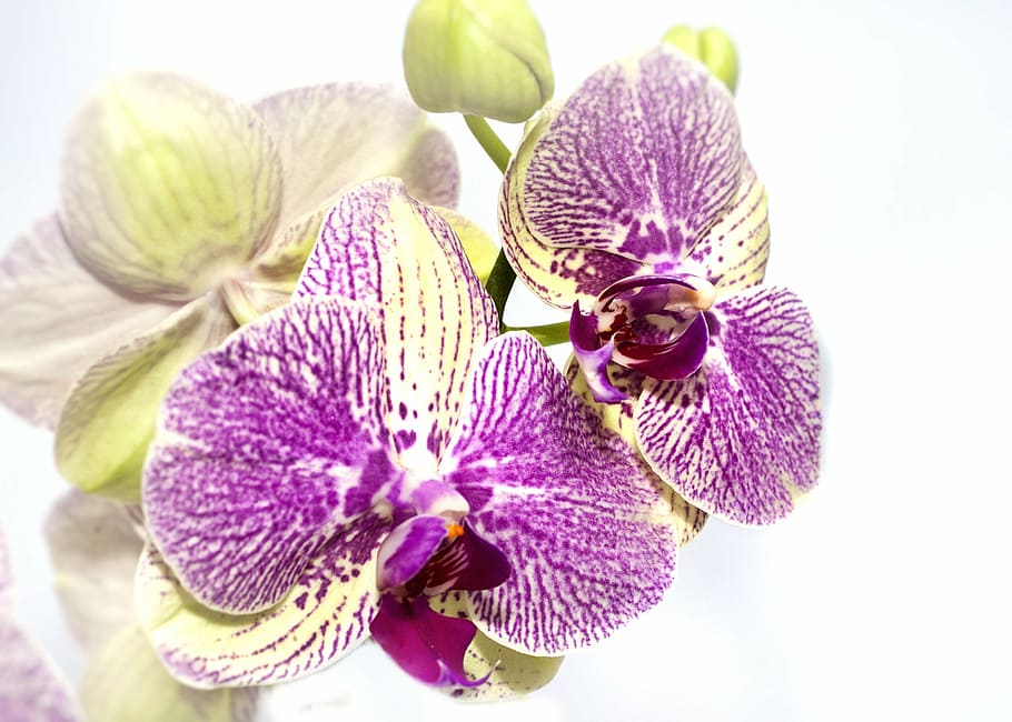 orquídea de la polilla púrpura y beige, orquídea, phalaenopsis, amarillo, púrpura, naturaleza, flora, flor, floración, planta