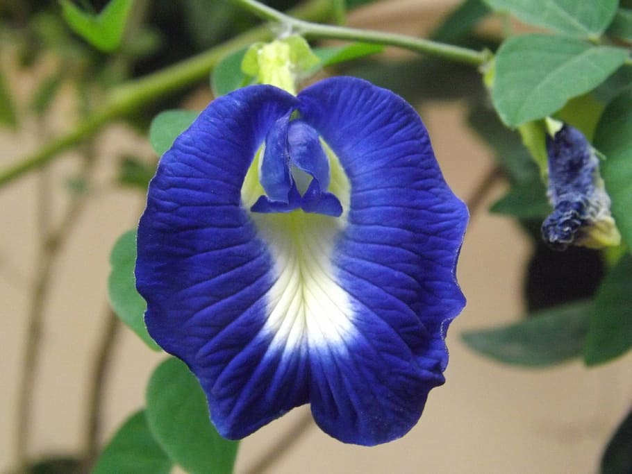butterfly pea, flower, clitoria ternatea, blue, asia, flowering plant, plant, freshness, beauty in nature, fragility