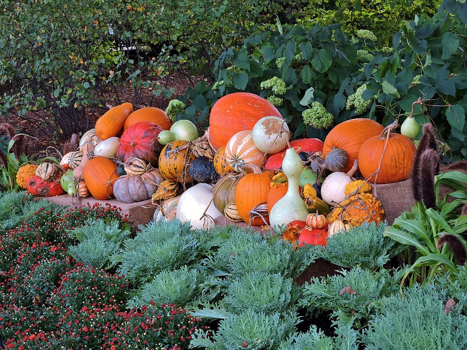カボチャ, 10月, 秋, 休日, オレンジ, 季節, お祝い, 収穫, 感謝祭, 伝統的