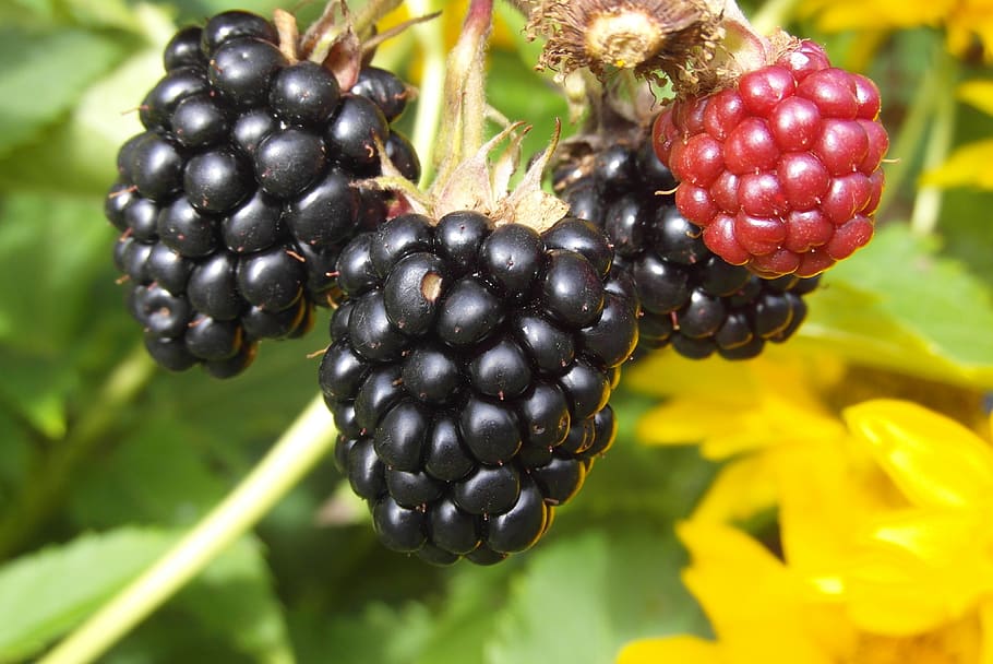 buah, blackberry, taman, manis, makan sehat, makanan dan minuman, makanan, kesegaran, kesejahteraan, buah berry