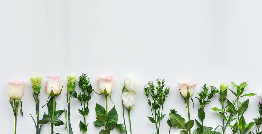 pink, roses, white, wall, warm, motherly love, small fresh, plant, freshness, flower