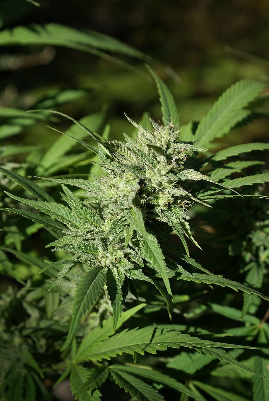 green, cannabis plant, close-up photography, cannabis flower, bud, cannabis, marijuana, weed, flower, plant