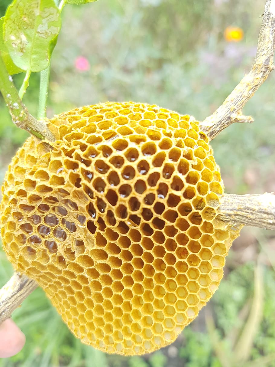 蜂, 蜂蜜, 黄色, ハニカム, クローズアップ, 前景に焦点を当てる, 養蜂, 蜂の巣, 無脊椎動物, 人なし