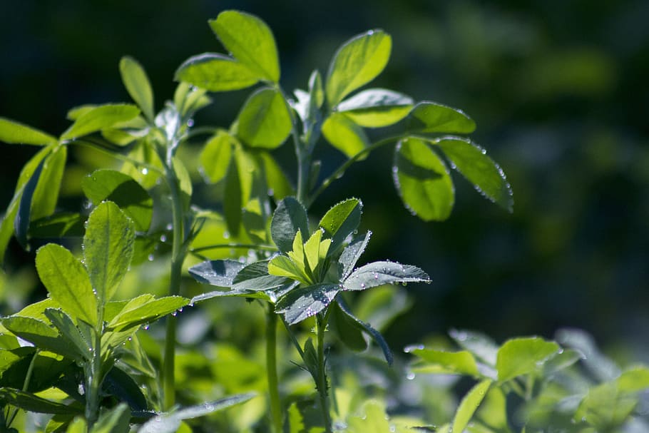 Alfalfa, Forage, Leaf, Crop, Plant, crop, plant, nature, green color, growth, agriculture
