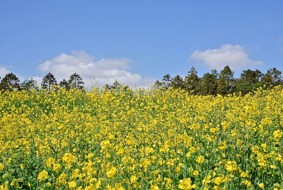 yellow, rapeseed field, blue, sky landscape photography, rape flowers, nature, jeju island, oilseed Rape, agriculture, field