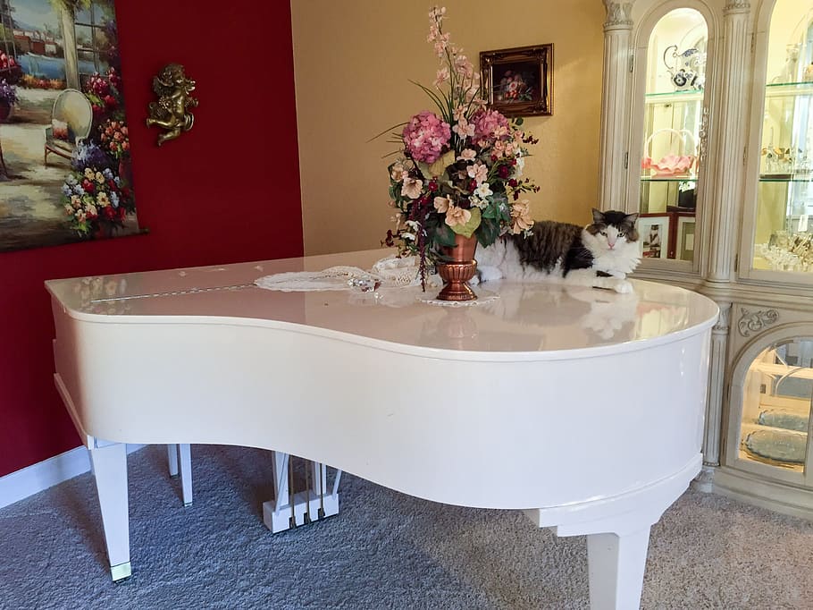 cat, lying, stomach, grand, piano, inside, room, animal, domestic, white