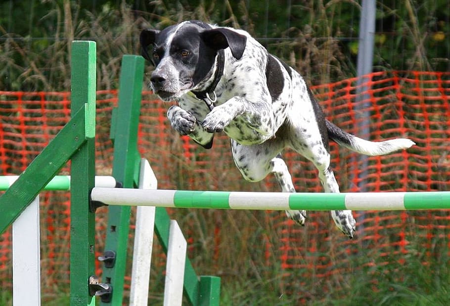 white, black, dog, green, stick, Dog, Agility, Jumping, Training, Canine, agility
