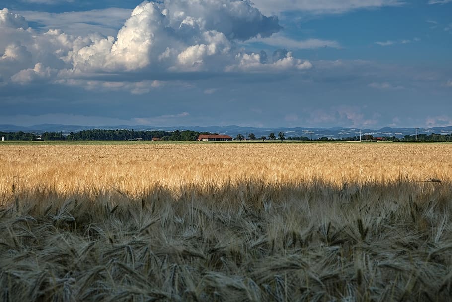 naturaleza, paisaje, amplio, campos, campos de cereales, brillante, imagen de contraste, verano, humor veraniego, nube - cielo