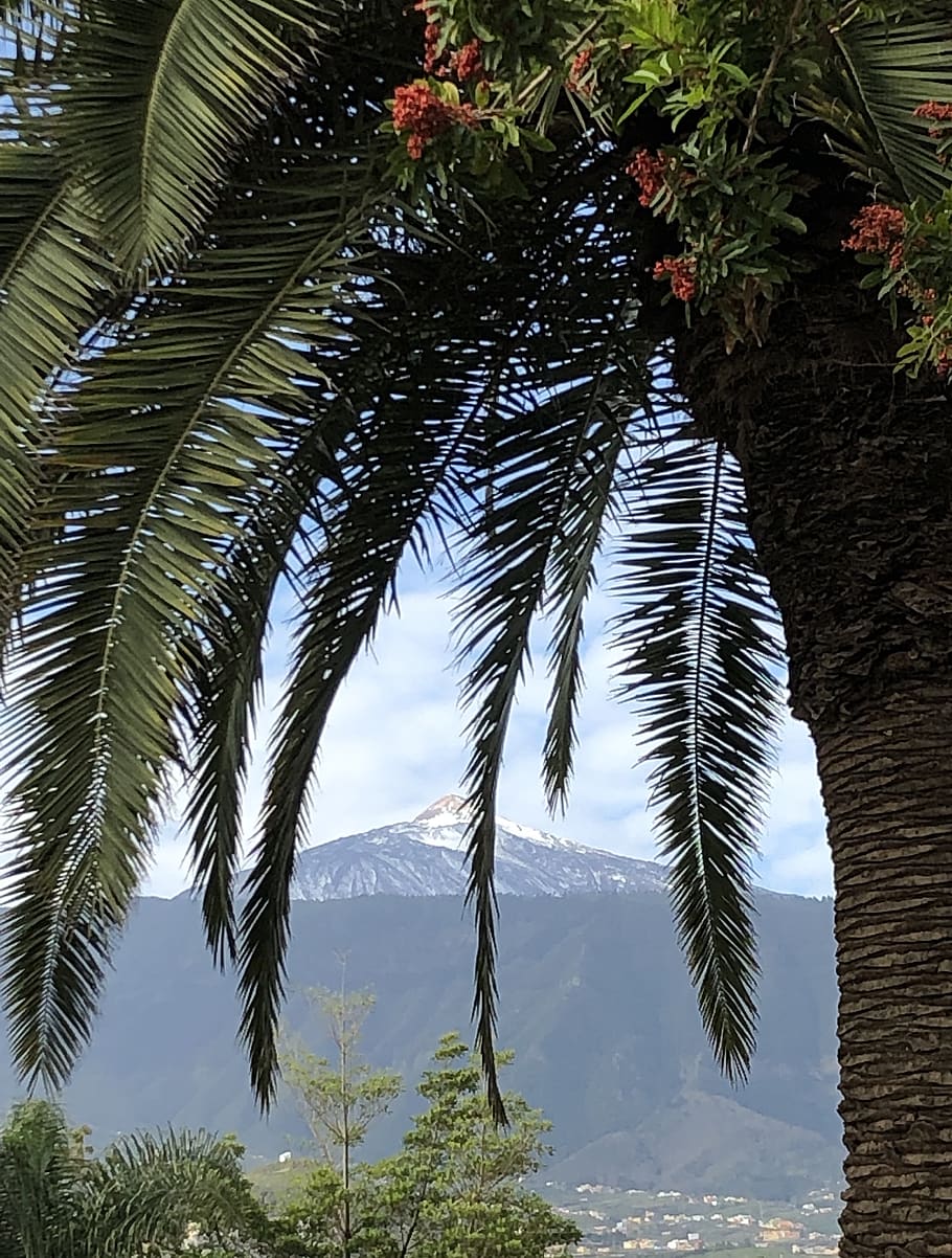 palmtree, volcano, island, landscape, nature, tenerife, snow, hills, top, scenic