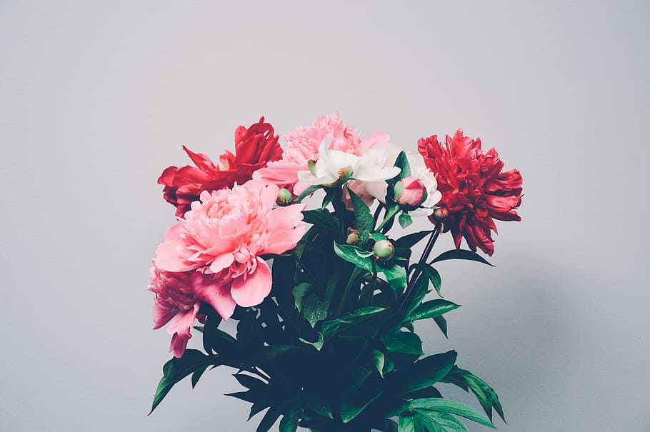 red, pink, peony flower, flowers, bouquet, nature, flower, fragility, leaf, flower head
