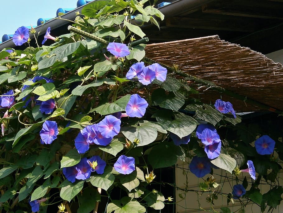 morning glory, blue flowers, summer flowers, summer, clear skies, summer in japan, rural houses, flower, flowering plant, plant