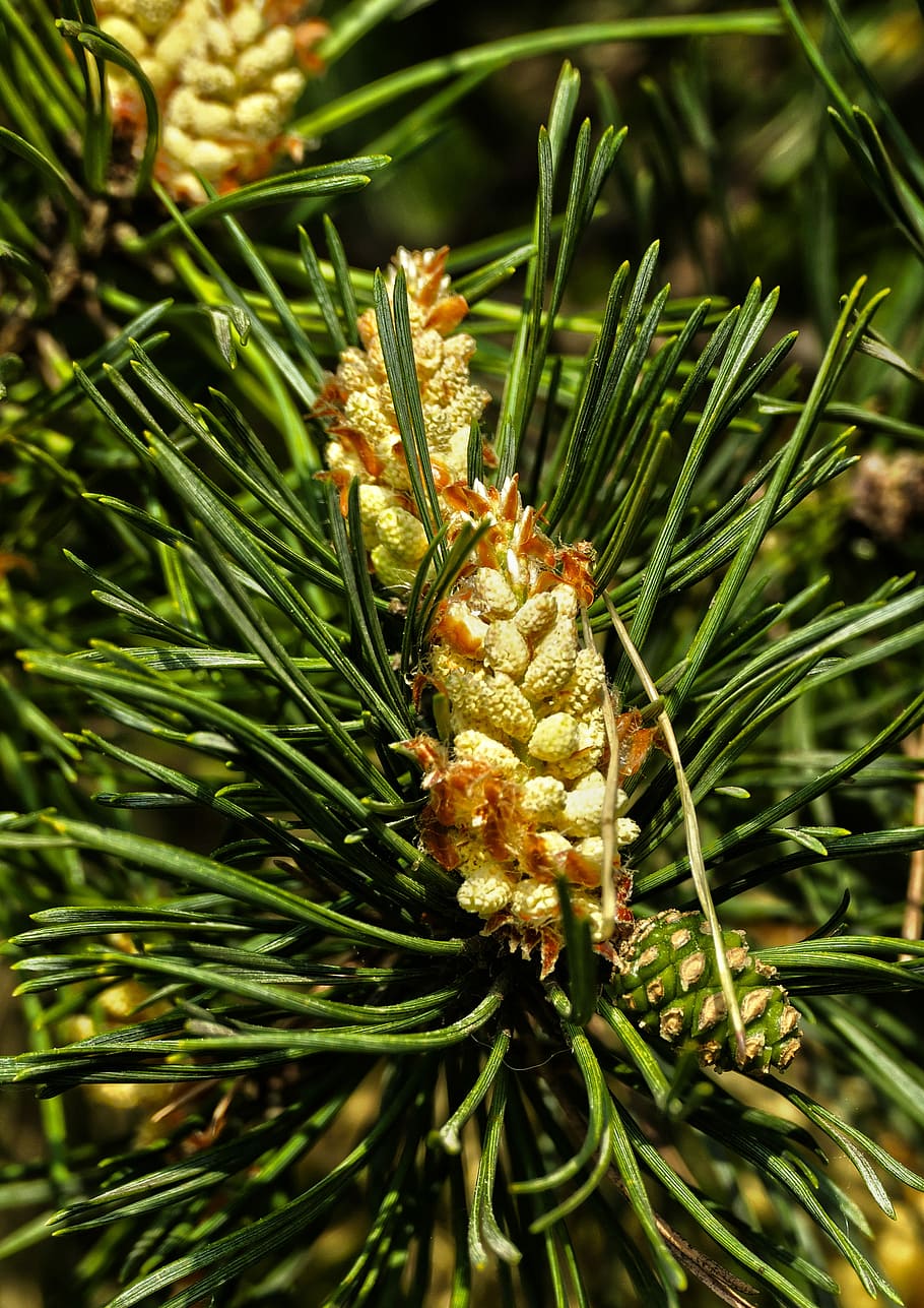 forest pine, blossom, bloom, needle, spring, pine, pinus sylvestris, scotch pine, white pine, forchekiefer