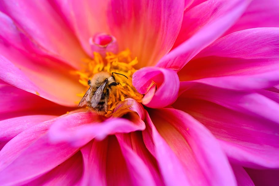 Dalia, flor de pétalos de rosa, flor, planta floreciendo, belleza en la naturaleza, pétalo, color rosado, primer plano, frescura, invertebrado