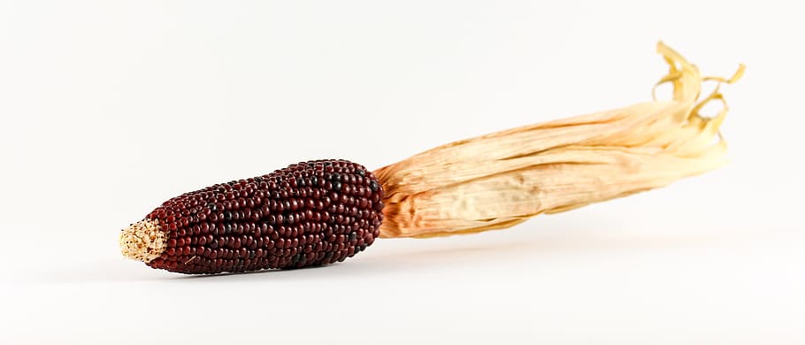Corn, Ornamental, Cereals, Plant, ornamental corn, corn cultivation, corn on the cob, grass, ornamental plant, corn harvest