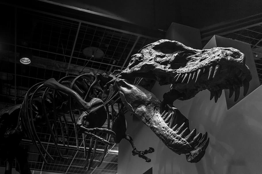 dinosaur skeleton decor, monochrome, black and white, dinosaur, ibaraki, museum park ibaraki nature museum, museum, gallery, bone, exhibition