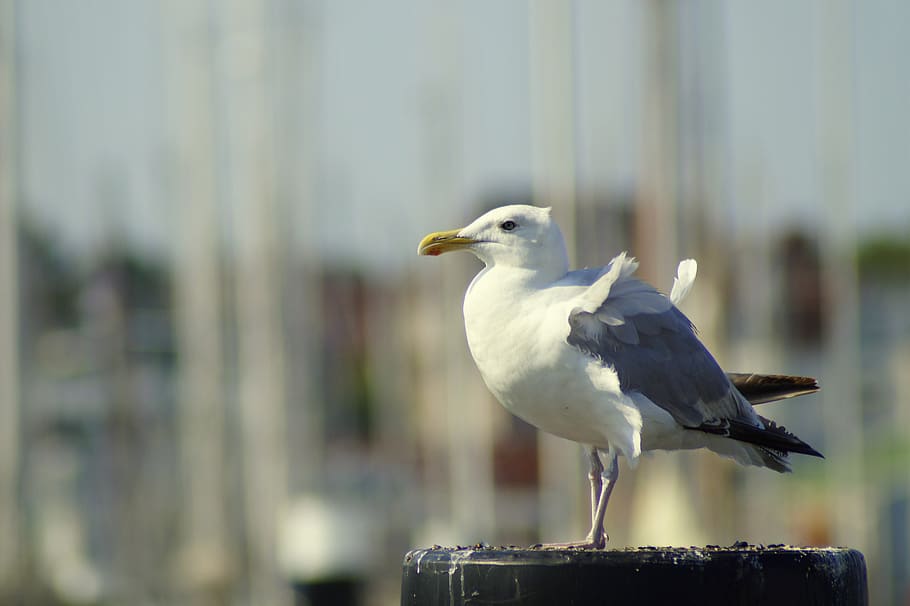 seagull, windy, ruffled, herring gull, seevogel, plumage, wind, forward, ausschau, coast