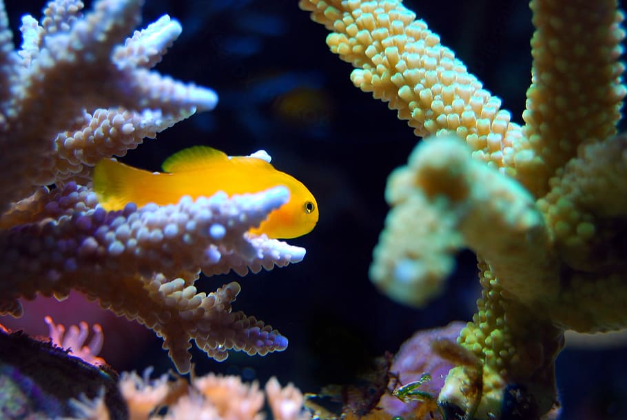 underwater, photography, yellow, fish, coral, reef, sea, ocean, tropical, aquarium