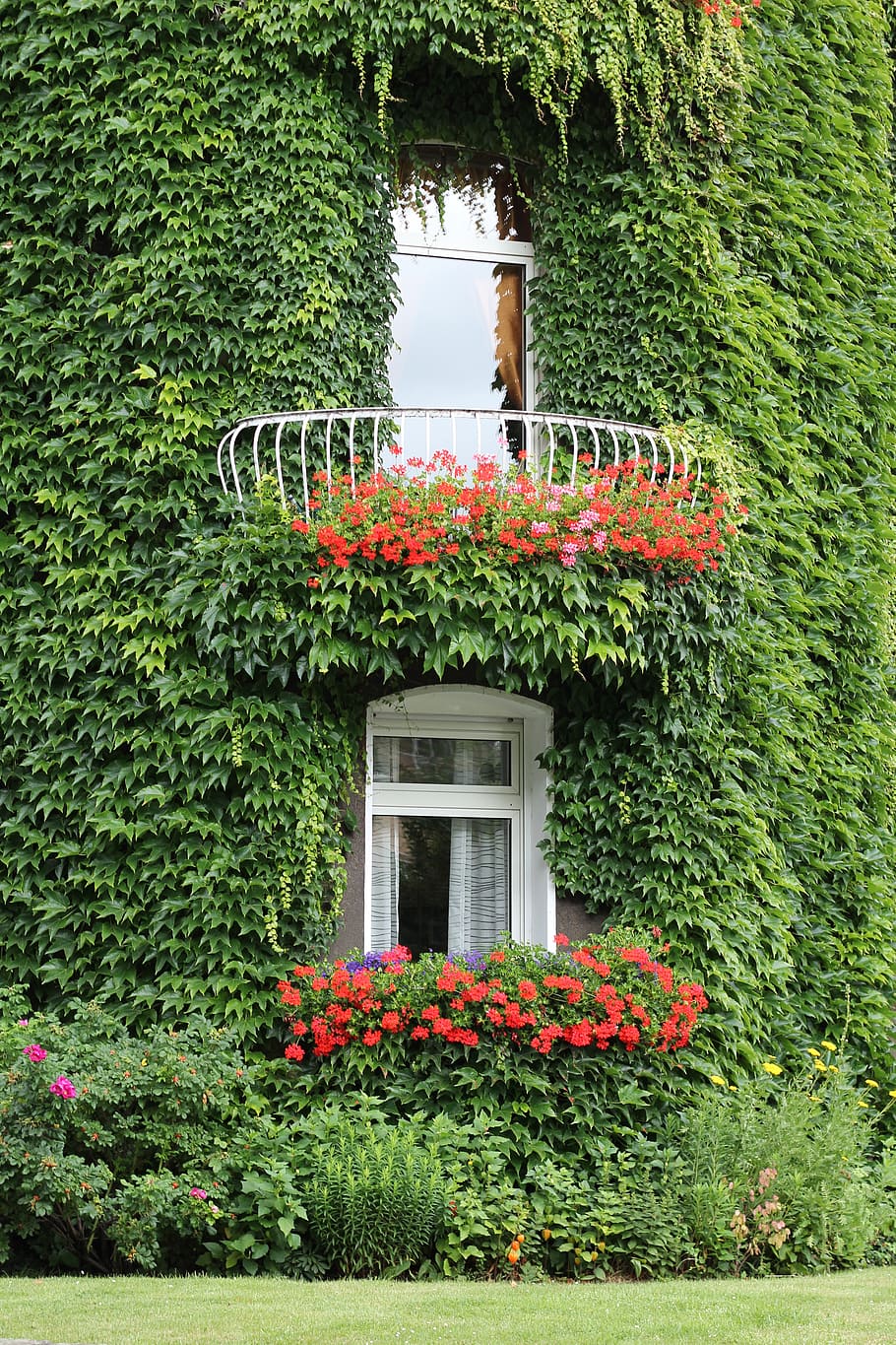 green, leafed, vine plants, daytime, ivy, facade, ivy leaf, window, climber, hauswand