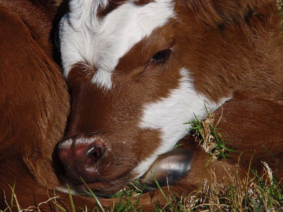 calf, new born, cattle, stock, brown, white, close-up, young, face, hoof