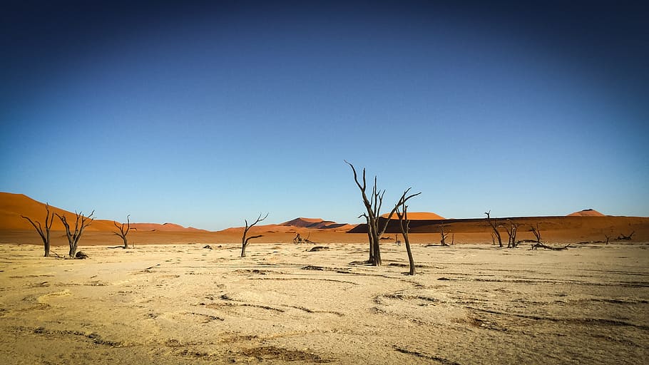 Namibia, fauna, África, paisaje, safari, naturaleza, agua, turismo, salvaje, parque