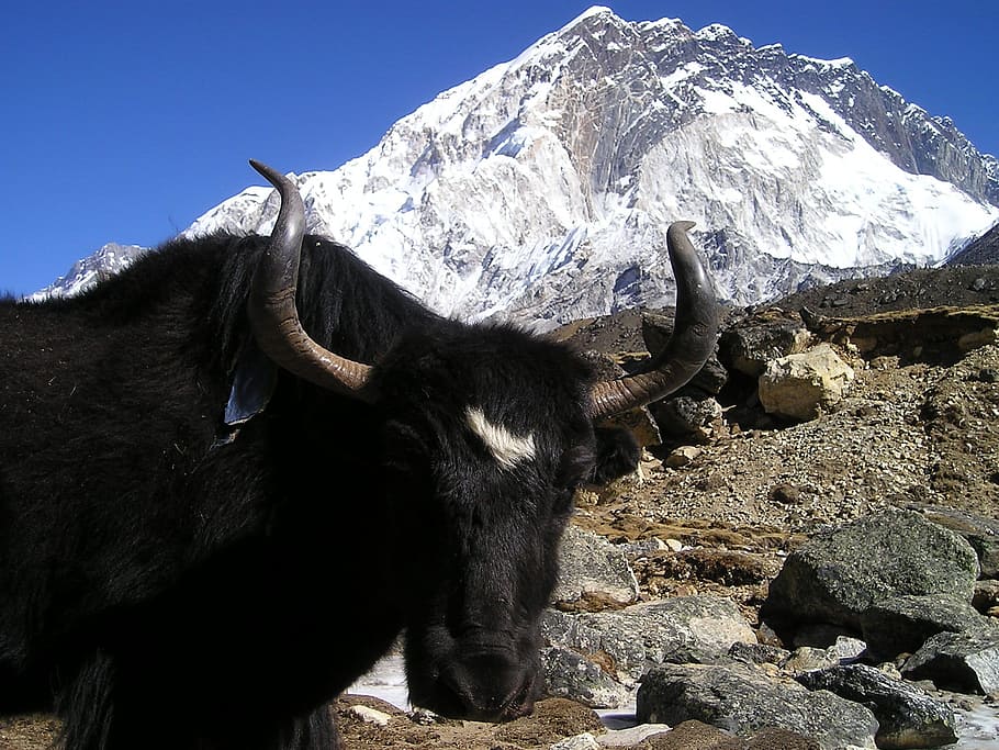black, cattle, mountain, daytime, nepal, yak, tibetan, ox, last animal, bear