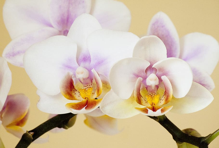 white, purple, orchid flowers, orchid, orchidaceae, phaleonopsis, orchid like, orchidales, nature, houseplant